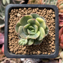 Echeveria 'Nicksana' Variegated 1" Cutting Succulent Plant