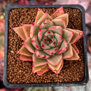 Echeveria 'Cello' 2" Succulent Plant