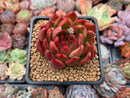 Echeveria Agavoides 'Prolifera' 3" Succulent Plant