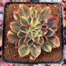 Echeveria 'Bob Jolly' Variegated 3"-4" Cutting Succulent Plant