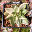 Echeveria 'Maria' Variegated 2" Succulent Plant