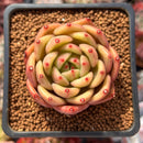Echeveria 'Chanel' 2" Succulent Plant
