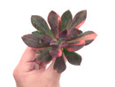 Echeveria 'Hanaikada' Variegated 3"-4" Succulent Plant