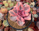 Echeveria 'Rainbow' Variegated 4" Succulent Plant