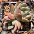 Echeveria 'White Champaign' 3" Cluster Succulent Plant