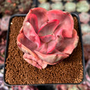 Echeveria 'Golden State' Variegated 2" Succulent Plant