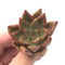 Echeveria Agavoides 'Shaki' 2" Rare Succulent Plant