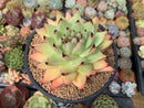 Echeveria 'Maria' Crested 5" Succulent Plant