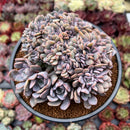Graptoveria 'Debbie' Crested 4" Succulent Plant
