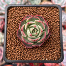 Echeveria 'Presca'' 1" Succulent Plant