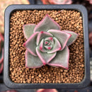Echeveria 'Rosewing' 1" New Hybrid Small Succulent Plant