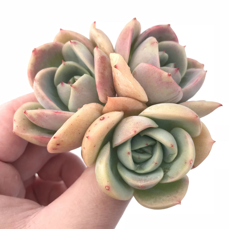 echeveria succulent tree Echeveria 'Lemon Tree' Cluster 3” Rare Succulent Plant – True Succulents Plant Co
