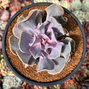Echeveria 'Valkyrie' 3"-4" Succulent Plant