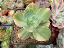 Echeveria 'Hakuhou' Variegated 3" Succulent Plant