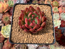 Echeveria Agavoides 'Frank Reinalt' 2" Succulent Plant