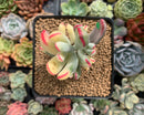 Cotyledon 'Orbiculata' Variegated 3" Succulent Plant