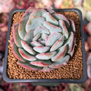 Echeveria 'Paul Shay' 2" Succulent Plant