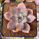 Echeveria 'Dark Chocolate' 2" Succulent Plant