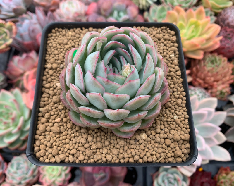 strawberry ice succulents Echeveria 'Strawberry Ice' 3" Succulent Plant