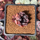 Echeveria 'Black Raccoon' 1" Succulent Plant