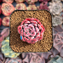 Echeveria 'Black Swan' 2" Succulent Plant