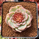 Echeveria 'Red Velvet' 2" Succulent Plant