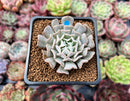Echeveria 'Revolution' 2" Succulent Plant
