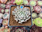 Echeveria 'Revolution' 2" Succulent Plant