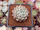 Echeveria 'Hayalobi' 2" Powdery Succulent Plant