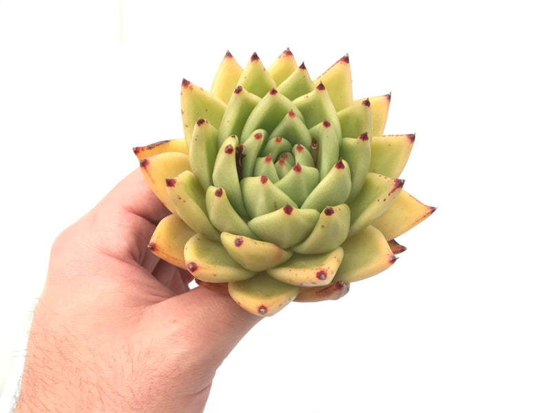 Echeveria Agavoides sp. 4”-5" Rare Succulent Plant