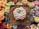 Echeveria 'White Zaragoza' 2" Succulent Plant