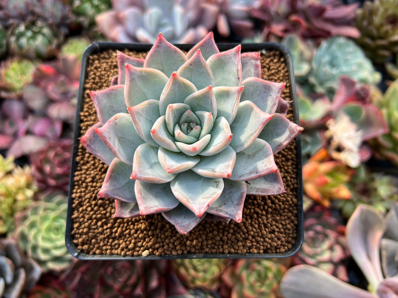 echeveria succulent seeds Echeveria 'Anchez Mejoradae' 2"-3" Seed-grown Succulent Plant – True  Succulents Plant Co