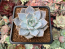 Echeveria 'Sabrina' 1"-2" New Hybrid Succulent Plant