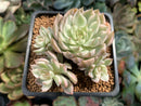 Echeveria 'Margaret' Variegated 3" Cluster Succulent Plant
