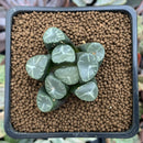 Haworthia Maughanii sp. 1"-2" Succulent Plant