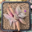Echeveria 'Xichuensis' 2" Cluster Succulent Plantt