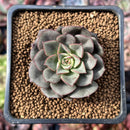 Echeveria 'Moranii' 1"-2" New Hybrid Succulent Plant
