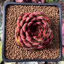 Echeveria Agavoides sp. 2" Succulent Plant