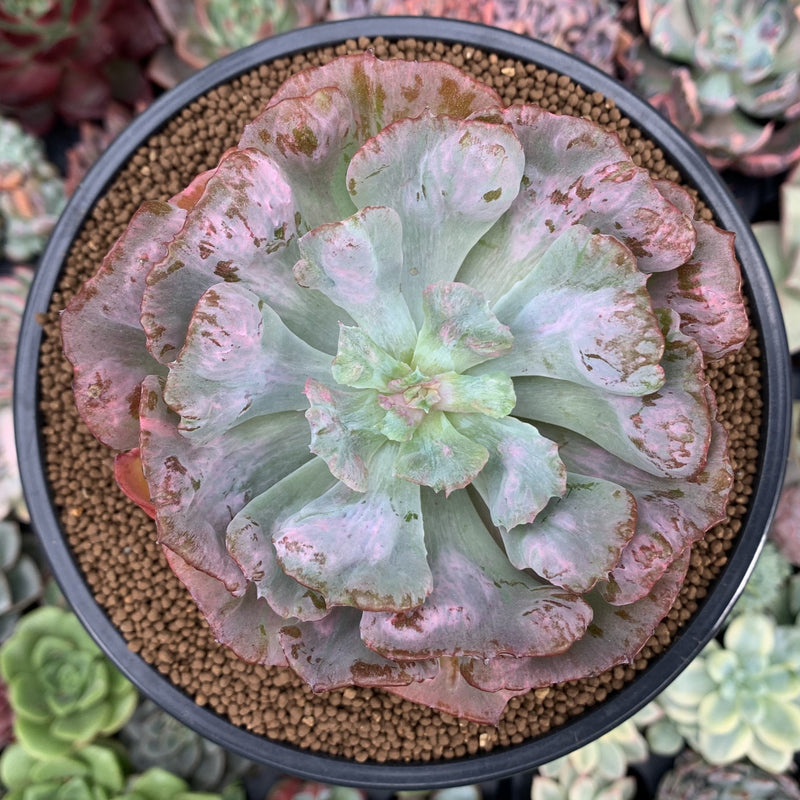 Echeveria 'Hearts Delight' Variegated (Not quite E. 'Beyonce') 3"4" S True Succulents Plant Co.