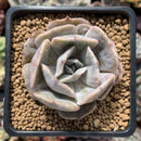 Echeveria 'Lilacina' Mutated 2" Succulent Plant