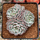 Echeveria 'Minima' 2"-3" Cluster Succulent Plant