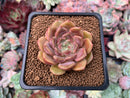 Echeveria 'Herbion' 2" New Hybrid Succulent Plant