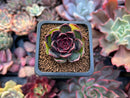 Echeveria 'Fushike' 1" New Hybrid Succulent Plant