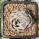 Echeveria 'Blue Rise' 1" Succulent Plant