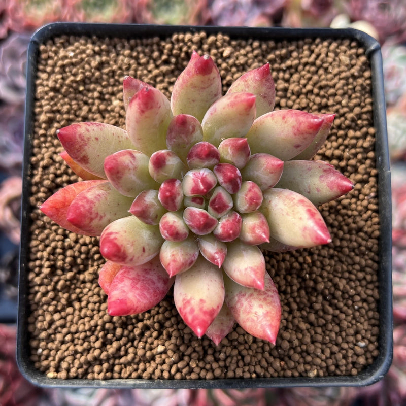 Pachyphytum 'Yeonji' 3" Exceptional Clone Succulent Plant