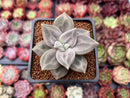 Echeveria 'Xichuensis' 2" Succulent Plant