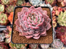 Echeveria 'Amazing Grace' 3" Succulent Plant