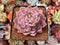 Echeveria 'Amazing Grace' 3" Succulent Plant