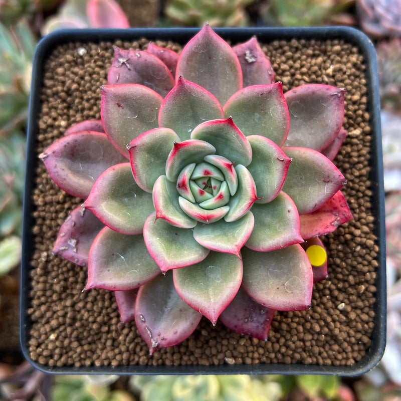 Echeveria Agavoides 'Flamenco' Non-variegated 2"-3" Succulent Plant