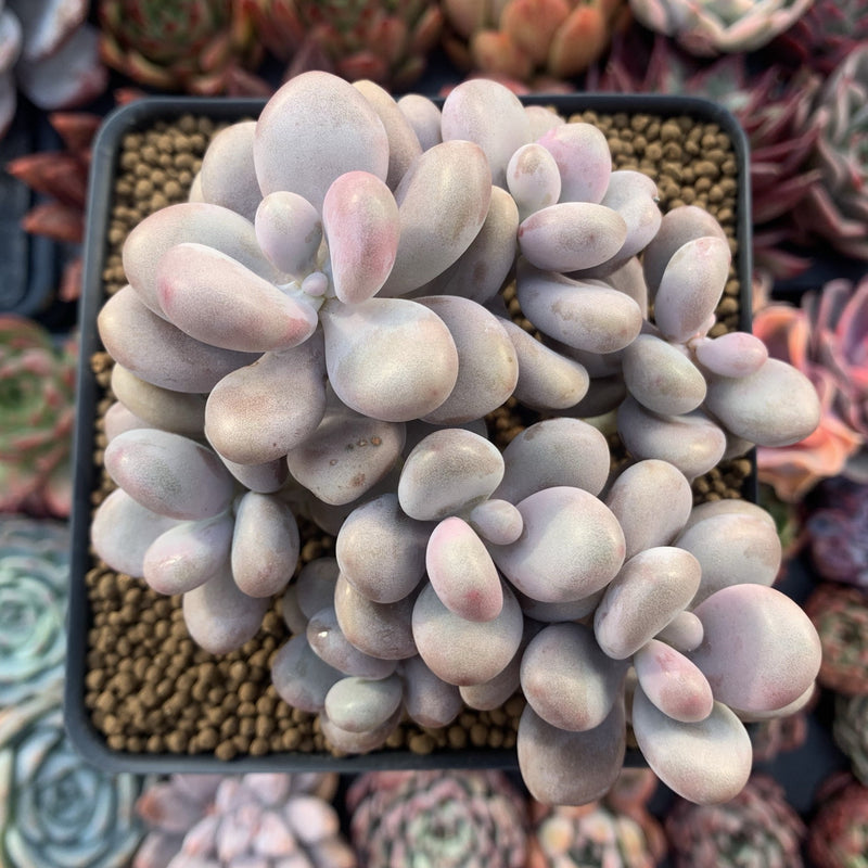 lavender pebble succulent Graptopetalum 'Amethystinum' Cluster 4"-5" Succulent Plant – True Succulents Plant Co